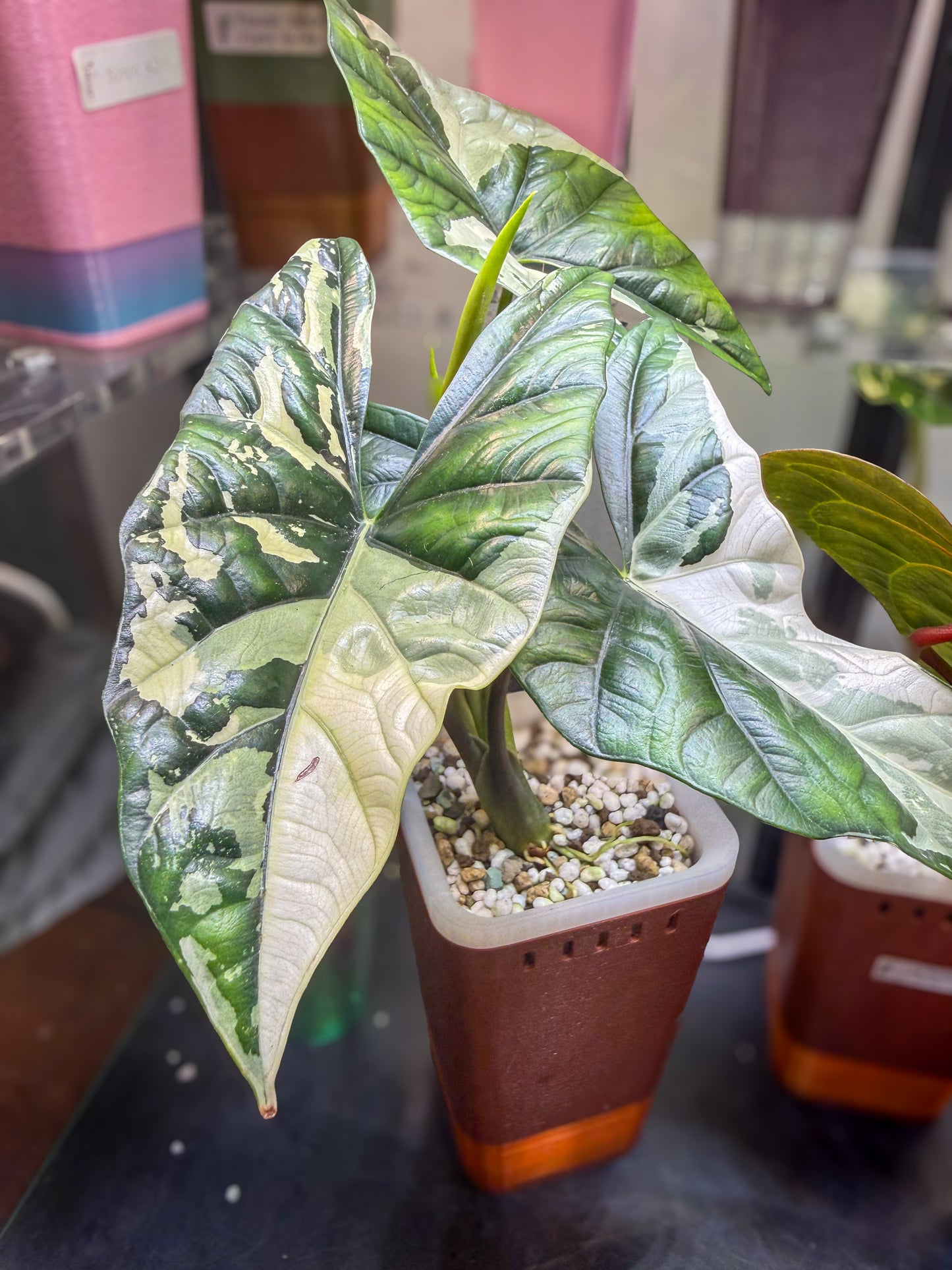 Alocasia Simpo Albo corms