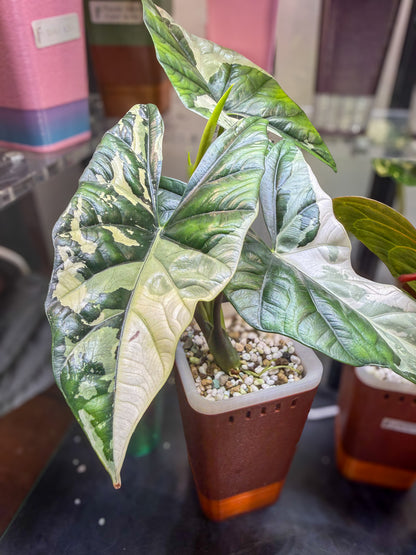 Alocasia Simpo Albo corms