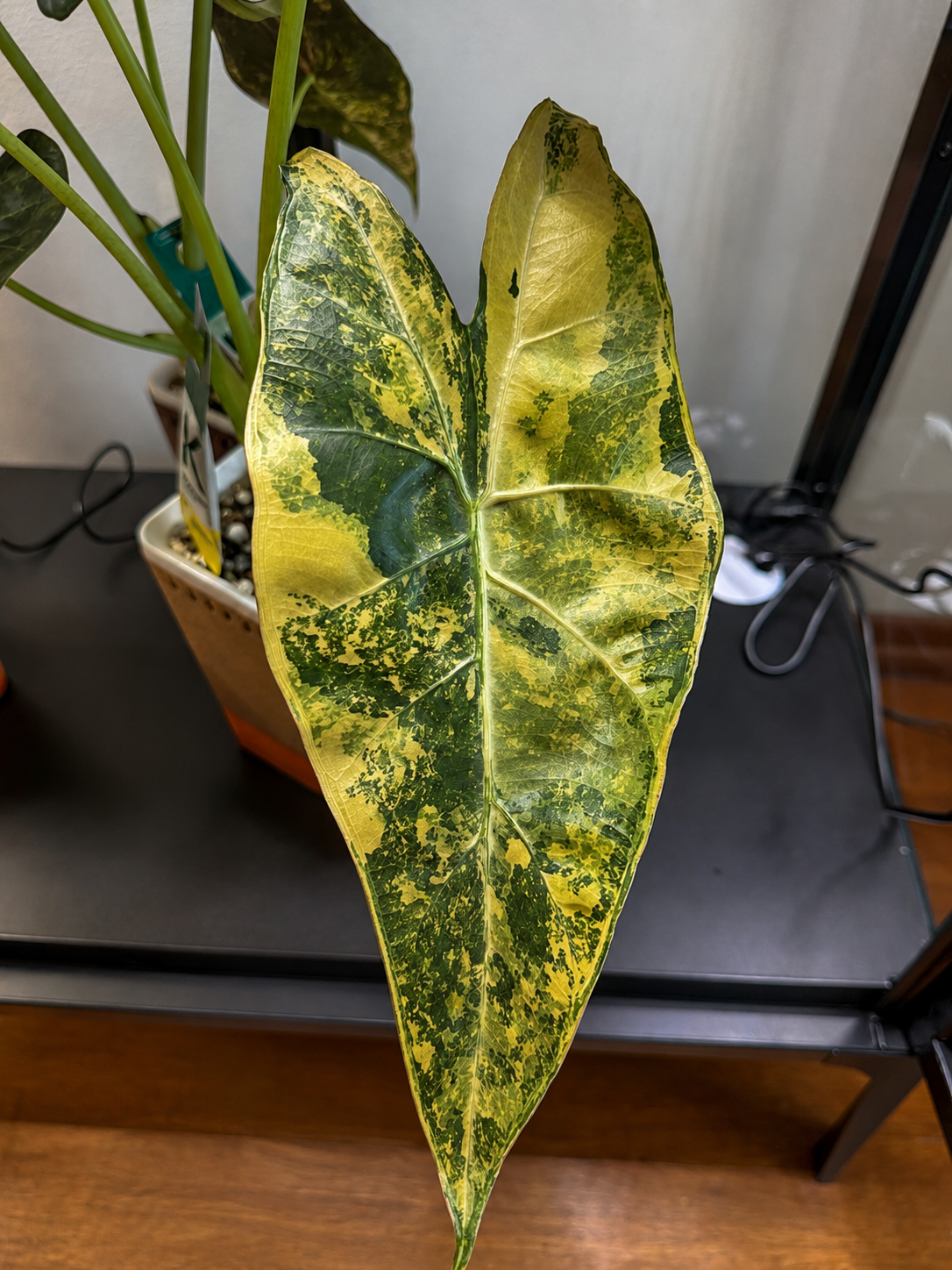 Alocasia Cali x Longi x PD corms