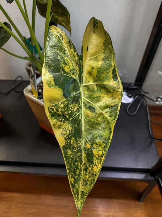 Alocasia Cali x Longi x PD corms