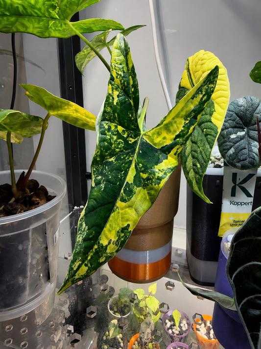 Alocasia Simpo Aurea corms
