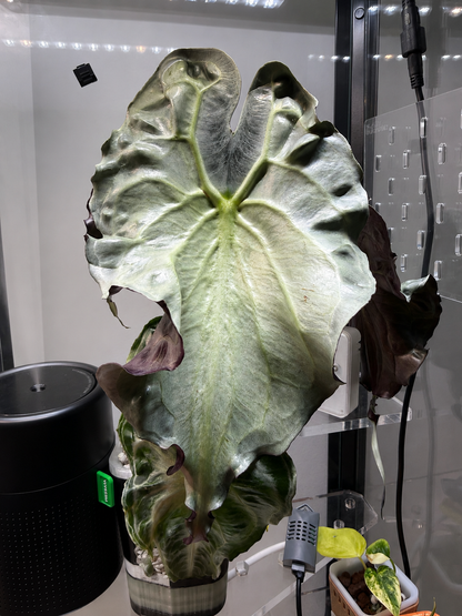 Alocasia Venom corms