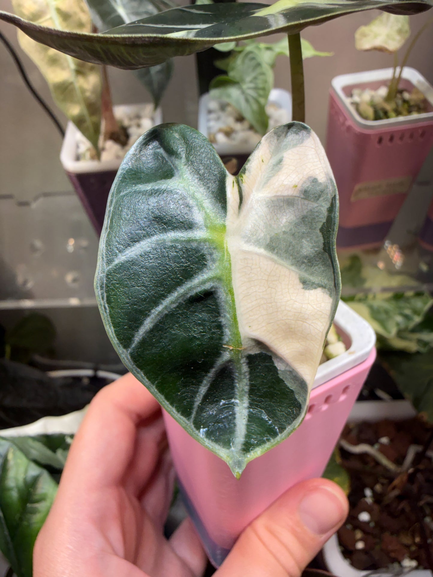 Alocasia Heart Balloon Pink corms