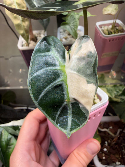 Alocasia Heart Balloon Pink corms