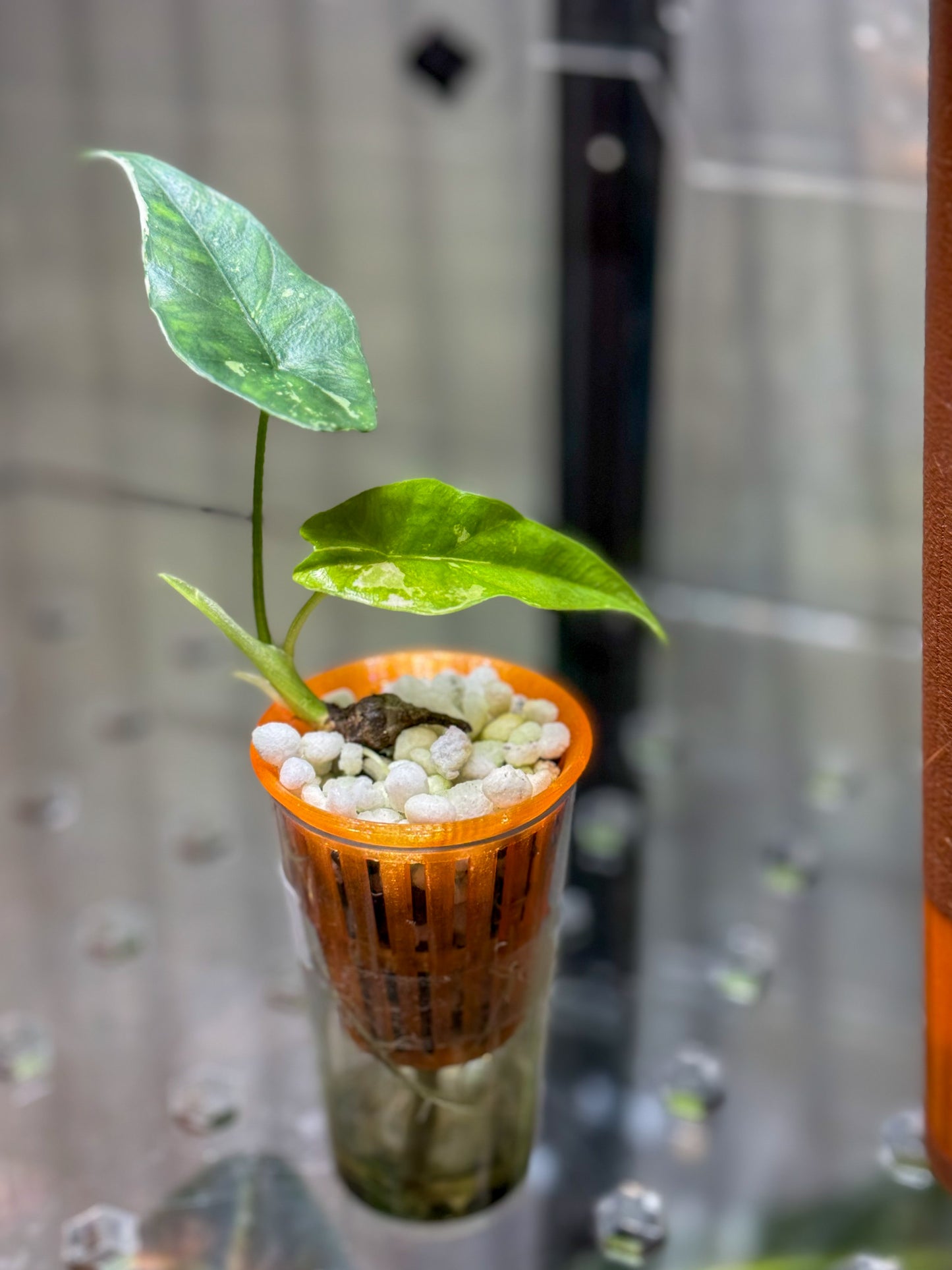 Alocasia Simpo Albo