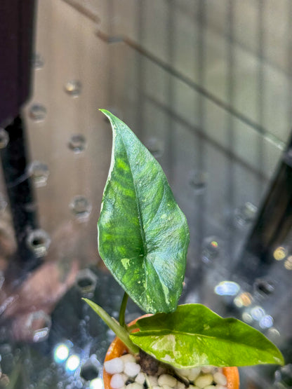 Alocasia Simpo Albo